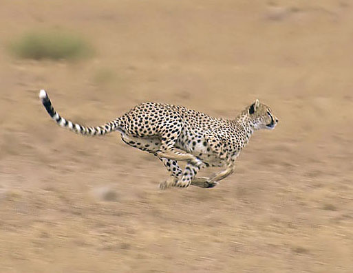 Cheetah Sprint
