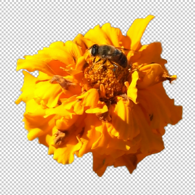 Rotobrush With Refine Edge