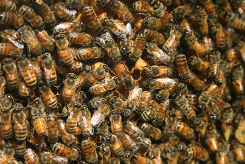 Bees