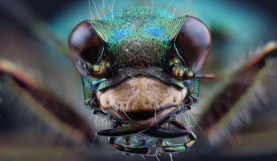 MACRO Roundup Featured Image