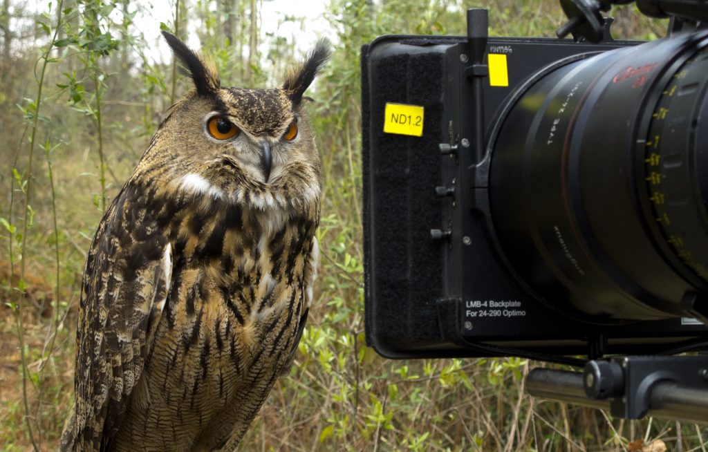 Tips for Working with Animals on Set — Trained Animals