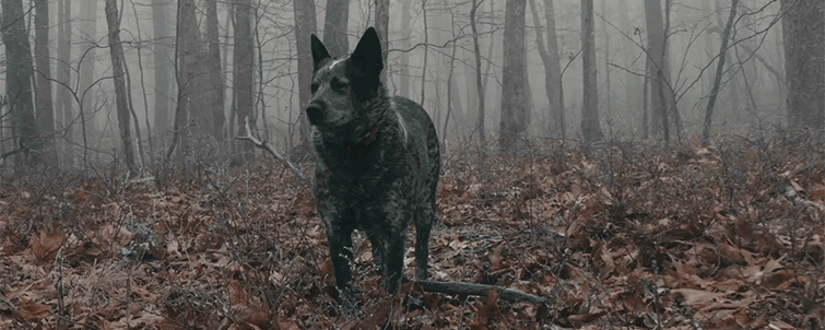 How to Create a Zolly Warp Effect in After Effects + Free Preset Download — Zolly How to Create a Zolly Warp Effect in After Effects + Free Preset Download — Zolly