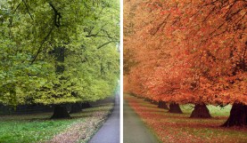 Color Grading: How to Change the Seasons in Premiere Pro
