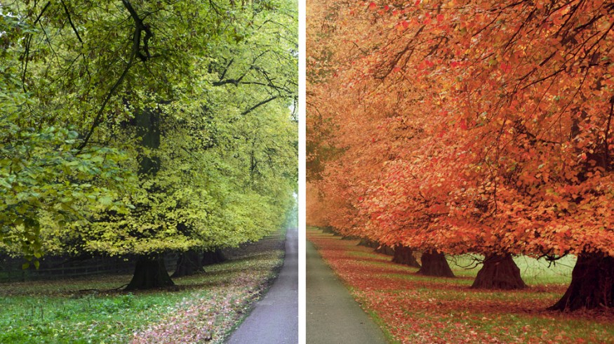 Color Grading: How to Change the Seasons in Premiere Pro