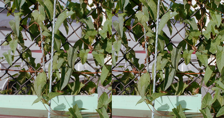 How to Soften Your Sharp 4K DSLR Video Footage — Sharpness Variations