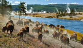 Download Dozens of Free Sound Effects from Yellowstone National Park
