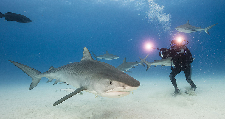 Insights into the Cinematography of the Award-Winning Doc-Series "Tales By Light" — Abraham Joffe ACS shark cinematography