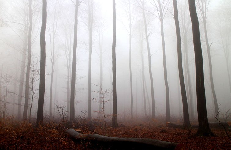 How to Get The Best Results When Filming In Natural Fog