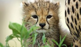 Industry Interview with John Downer of Discovery's SERENGETI