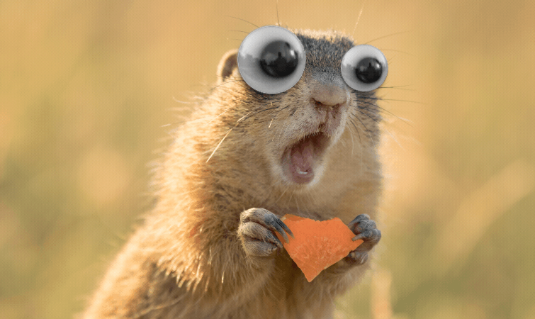 GIF of a squirrel with googly eyes eating a cracker