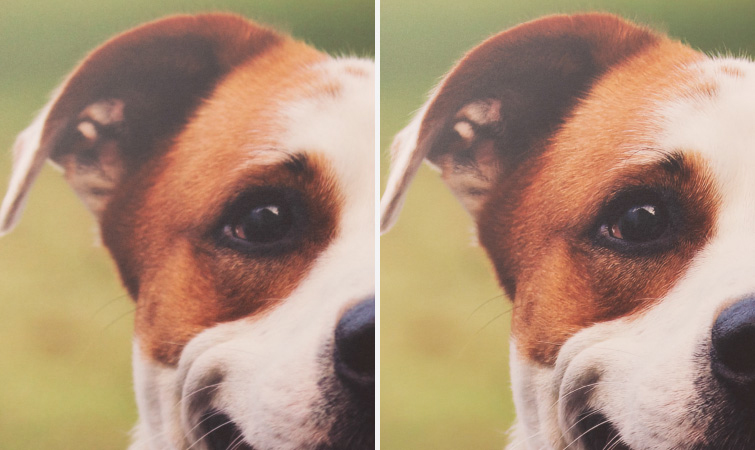 Topaz Photo AI Review - Sharpen Print Detail