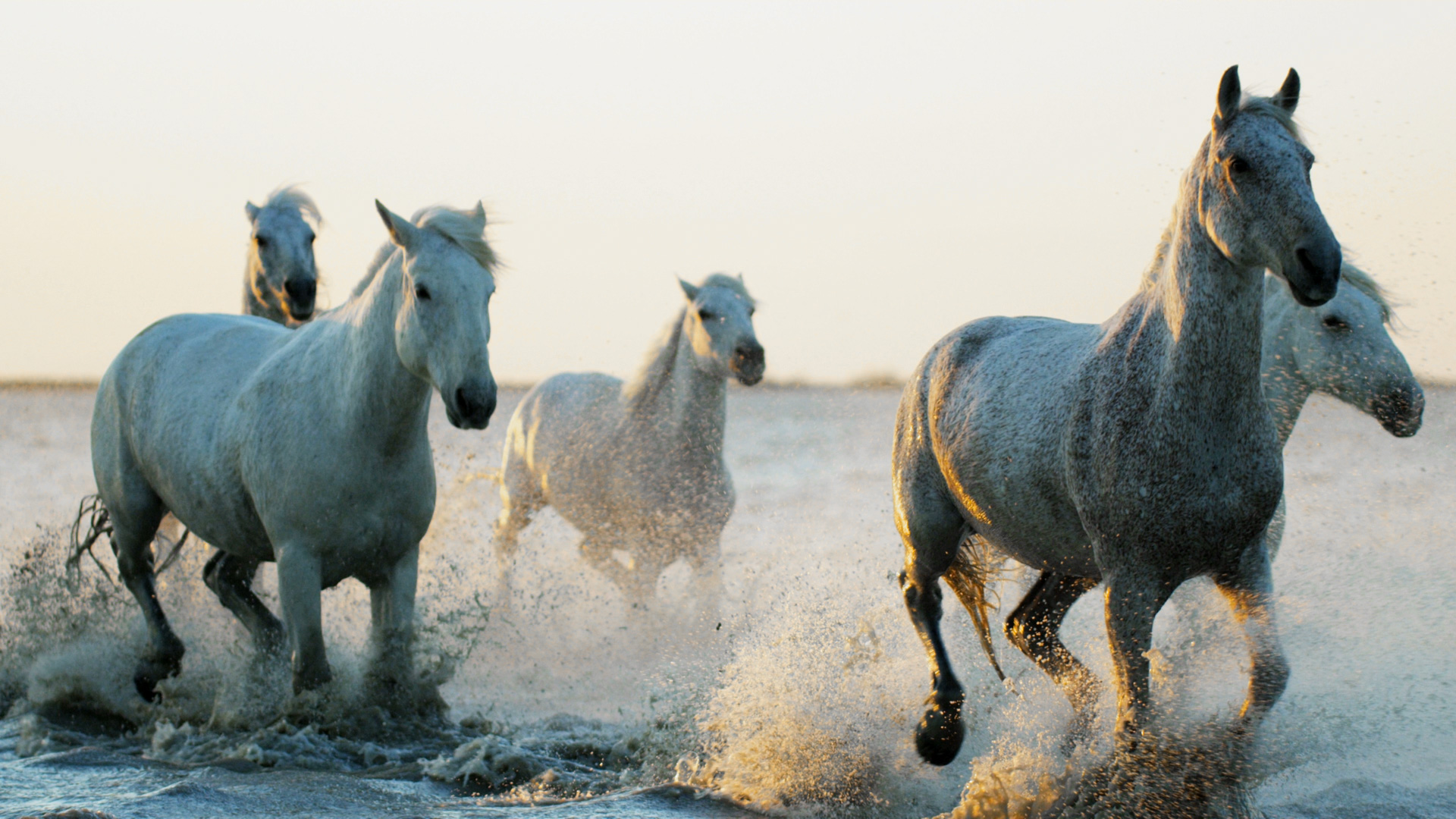 Footage with a cleaner looking white balance featuring white horse running on a beach at sunrise