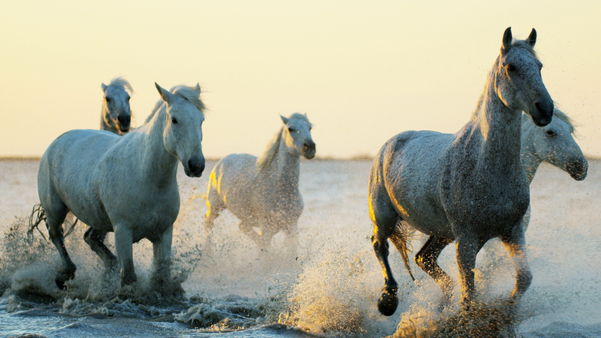 Example of footage with too warm of a white balance with an orange color cast featuring white horses running on a beach at sunrise